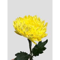 Uniflor Deco Hol. Avignom 80cm 80gr Sal.