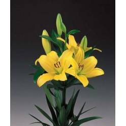 Lilium LA. Hol. Rodin 85cm 4/5 flores Am.