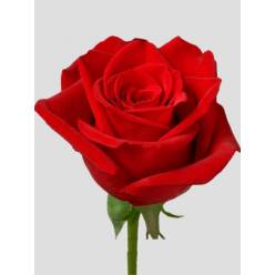 Rosa Col. Freedom 70cm "ACL"