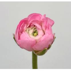 Ranunculos Ecu. Rosa 35cm