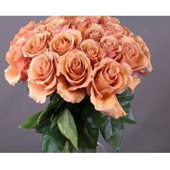 Rosa Ecu. Moab 80cm Ocre
