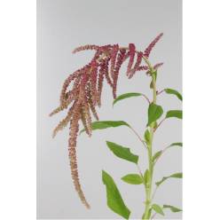 Amaranthus Hol. Ca Lov Li Bleed  85cm Roj.