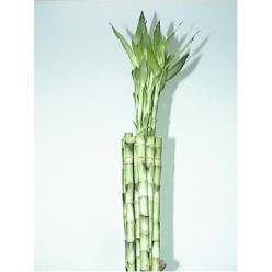Bamboo Recto 50cm (7 Dias - 2)