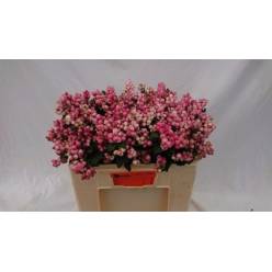 Symphocarpos Magical Ruby Falls 60cm x5 (7 Dias - 2)