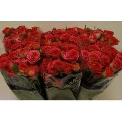 Ramificada Chimo 50cm Premium (7 Dias - 2)