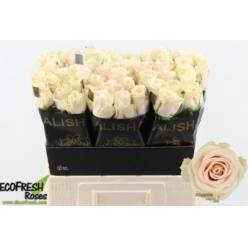 Rosa Hol. Roxanne+ 60cm x10 (7 Dias - 2)