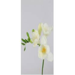 Fresia Hol. White River 50cm 20gr x10 Bl. (7 Dias - 2)