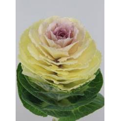 Brassica Hol. White Crane 60cm x5 (7 Dias - 2)