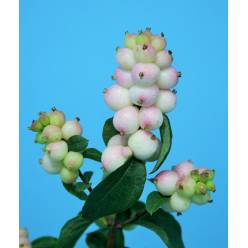 Symphocarpos Magical Autumn Blush 50cm x10 Bi (7 Dias - 2)