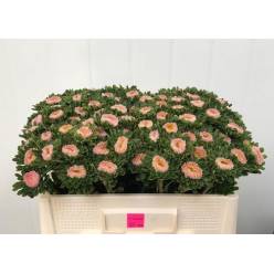 Calistepus Hol. Mats Abrikoos 50cm Sal. (7 Dias - 2)