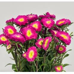 Calistepus Hol. Mats Hot Pink 50cm x10 (7 Dias - 2)