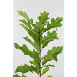 Roble Hol. Rubra Natural 80cm x20 (7 Dias - 2)