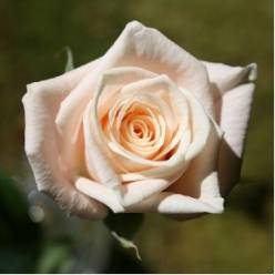 Rosa Hol. Medeo 50cm x20 Ch. (7 Dias - 2)