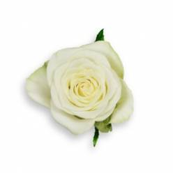 Rosa Hol. Snowstorm+ 60cm x10 (7 Dias - 2)