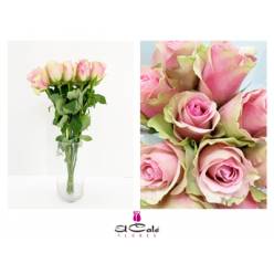 Rosa Hol. Belle Rose 40cm x10 (7 Dias - 2)