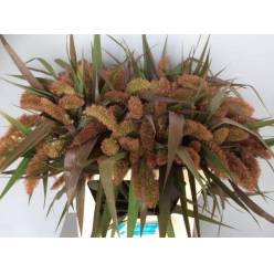 Setaria Italica Red Jewel 80cm x10 (7 Dias - 2)