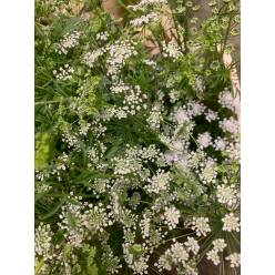Ammis Majus 80cm x10 (7 Dias - 2)