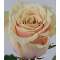 Rosa Hol. Talea 55cm x10 (7 Dias - 2)