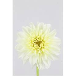 Dalia Hol. Karma Maa Zwaan 55cm x10 Bl (7 Dias - 2)