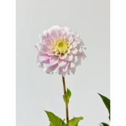 Dalia Hol. Ball Sweet Love rosa 55cm x10 (7 Dias - 2)