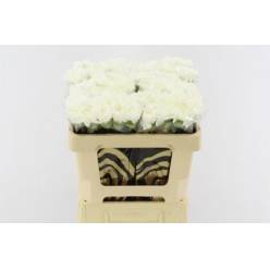 Clavel Hol. 50cm x10 Everest (7 Dias - 2)