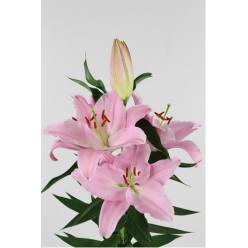 Oriental Hol. Rs. Monsano 60cm 2/3 A2 flores