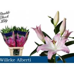 Oriental Hol. Rs. Willeke Albert 90cm 6 flores