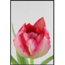 Tulipan Hol. Doble Flash Point 40cm Rs.