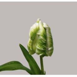 Tulipan Hol. Blanco Super Parrot 40cm