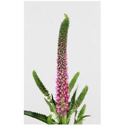 Veronica Smart Iselle 60cm "T25" Rs.