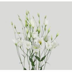 Lisiantus Hol. Botanic White 60cm 55gr "T10"