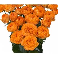 Ramificada Orange Trendsetter 50cm