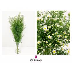 Aster Hol. Monte Cassino Improved 80cm 35gr "T25"