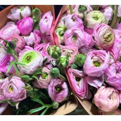 Ranunculos Italia Elegance Pink Pastel 45cm