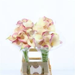 Calla Blushing Lady 65cm