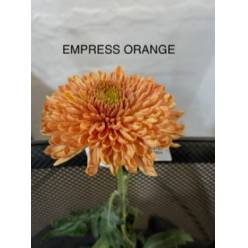 Uniflor Ecu. Empress Orange