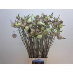 Asclepias Syriaca 80cm
