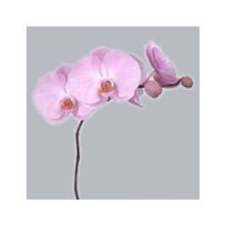 Phalaenopsis Tikal x25 (7 Dias - 2�)
