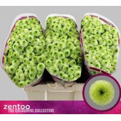 Santini Bumper 1100gr "T25" Vd.