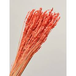 Lavanda Preservada Naranja 40cm 100g