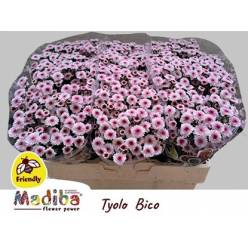 Santini Mad.Tyolo Bicolor  900gr "T25" Rs.