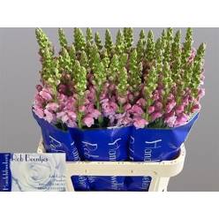 Antirrhinum Hol. Op. Lavander 75cm