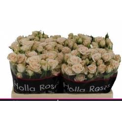 Ramificada Sushi 50cm