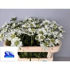 Scabiosa Caucasica Anabelle 60cm