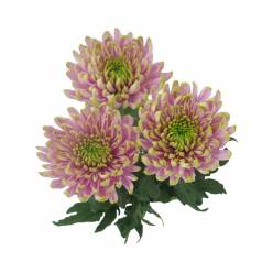 Uniflor Ecu. Rossano Charlote