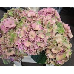 Hortensia Hol. Roy. Palace Classic 50cm 16/18 Bic.