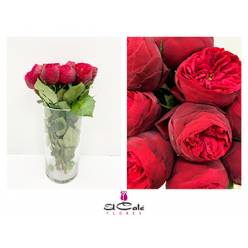 Ramificada Piano Freiland 40cm (7 Dias - 2)