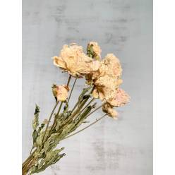 Peonia Seca Rosa Claro 55cm (5 Tallos)