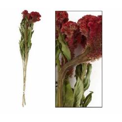 Celosia Cresta Seca Terracota 60cm (5 Tallos)