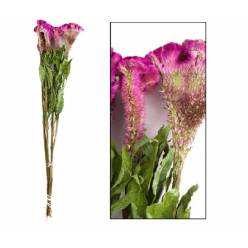 Celosia Cresta Seca Fucsia 60cm (5 Tallos)